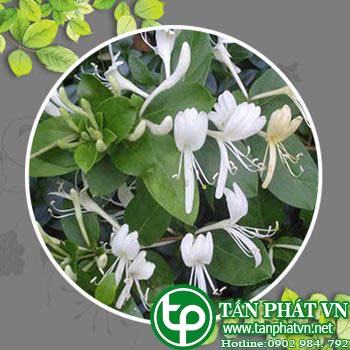 Phân phối sỉ lẻ kim ngân hoa tại Tây Ninh phòng ngừa bênh lao